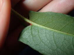 Image of Persicaria strigosa (R. Br.) Nakai