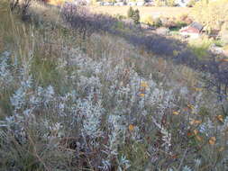 Image of white sagebrush