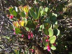 Image of Medinilla ibityensis H. Perrier