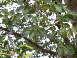 Image of American elm