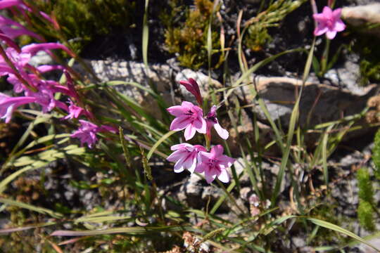 Imagem de Watsonia paucifolia Goldblatt