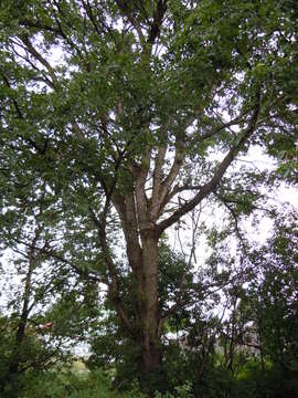 Image of American elm