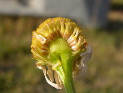 Image of <i>Tripleurospermum maritimum</i> ssp. <i>inodorum</i>
