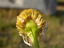 Image of false mayweed