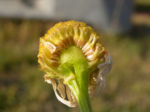 صورة Tripleurospermum maritimum (L.) Koch