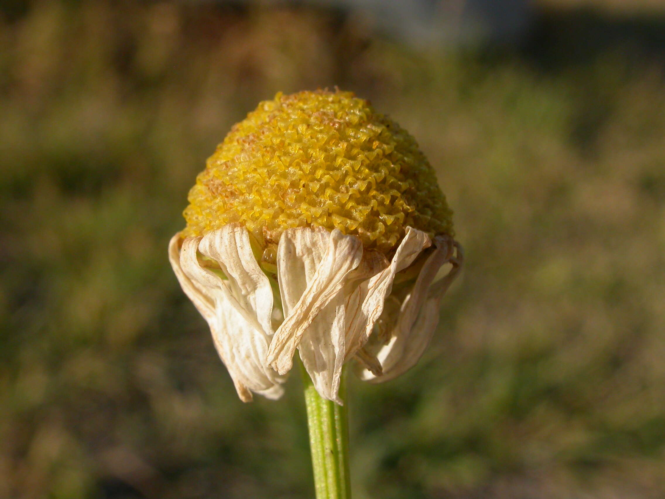 Image of false mayweed