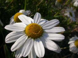 Image of false mayweed