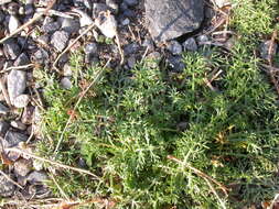 Image of false mayweed