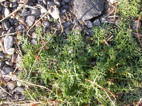 صورة Tripleurospermum maritimum (L.) Koch