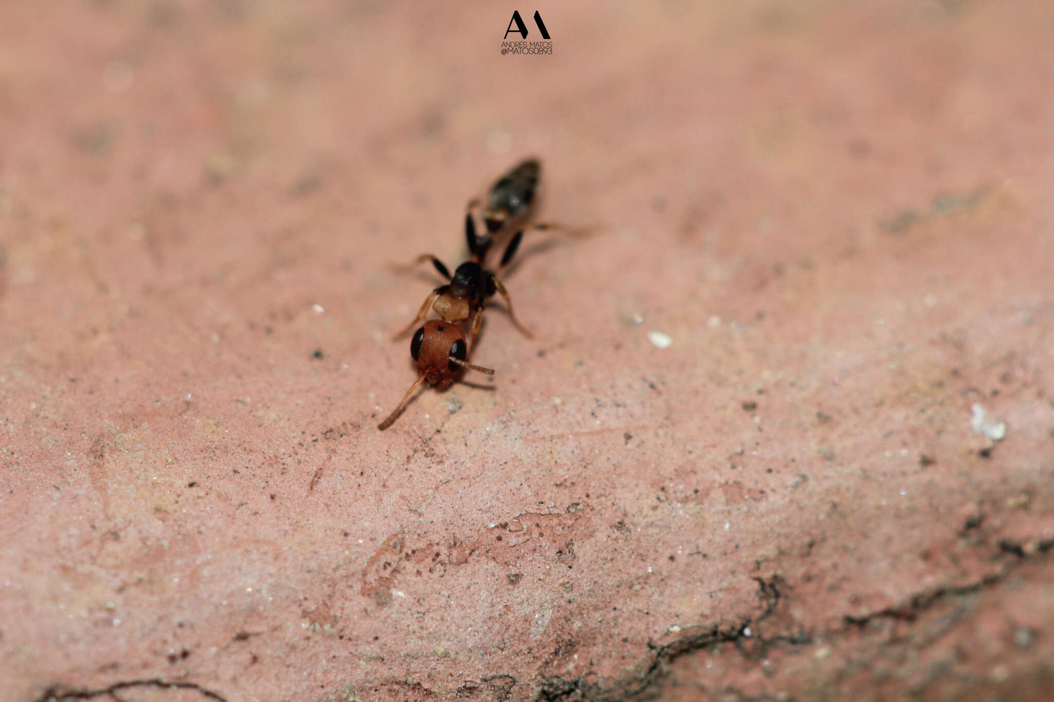 Image of Pseudomyrmex boopis (Roger 1863)