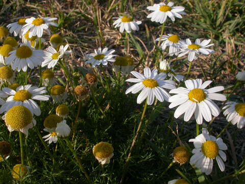 صورة Tripleurospermum maritimum (L.) Koch