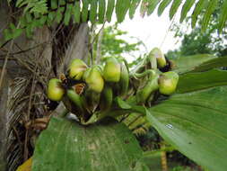 Image of Catasetum integerrimum Hook.