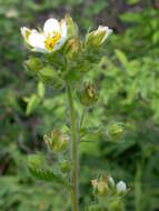 Image of Sticky Woodbeauty