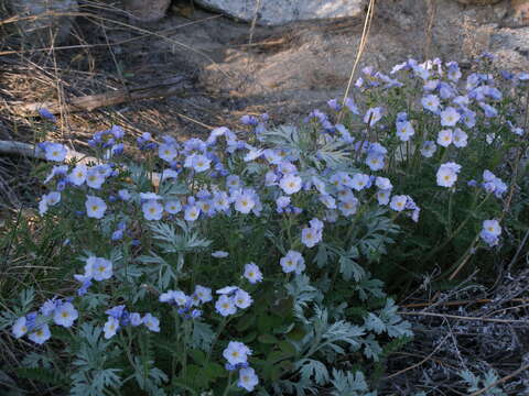 Image of northern Jacob's-ladder