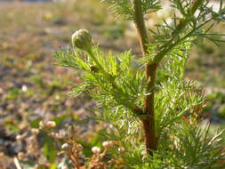 Image of false mayweed