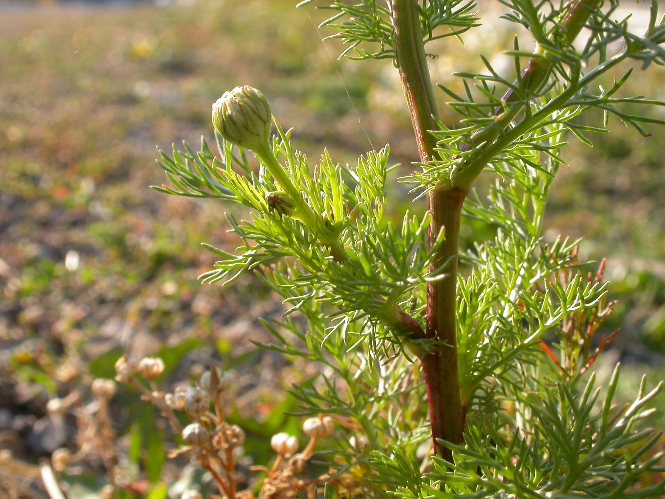 صورة Tripleurospermum maritimum (L.) Koch