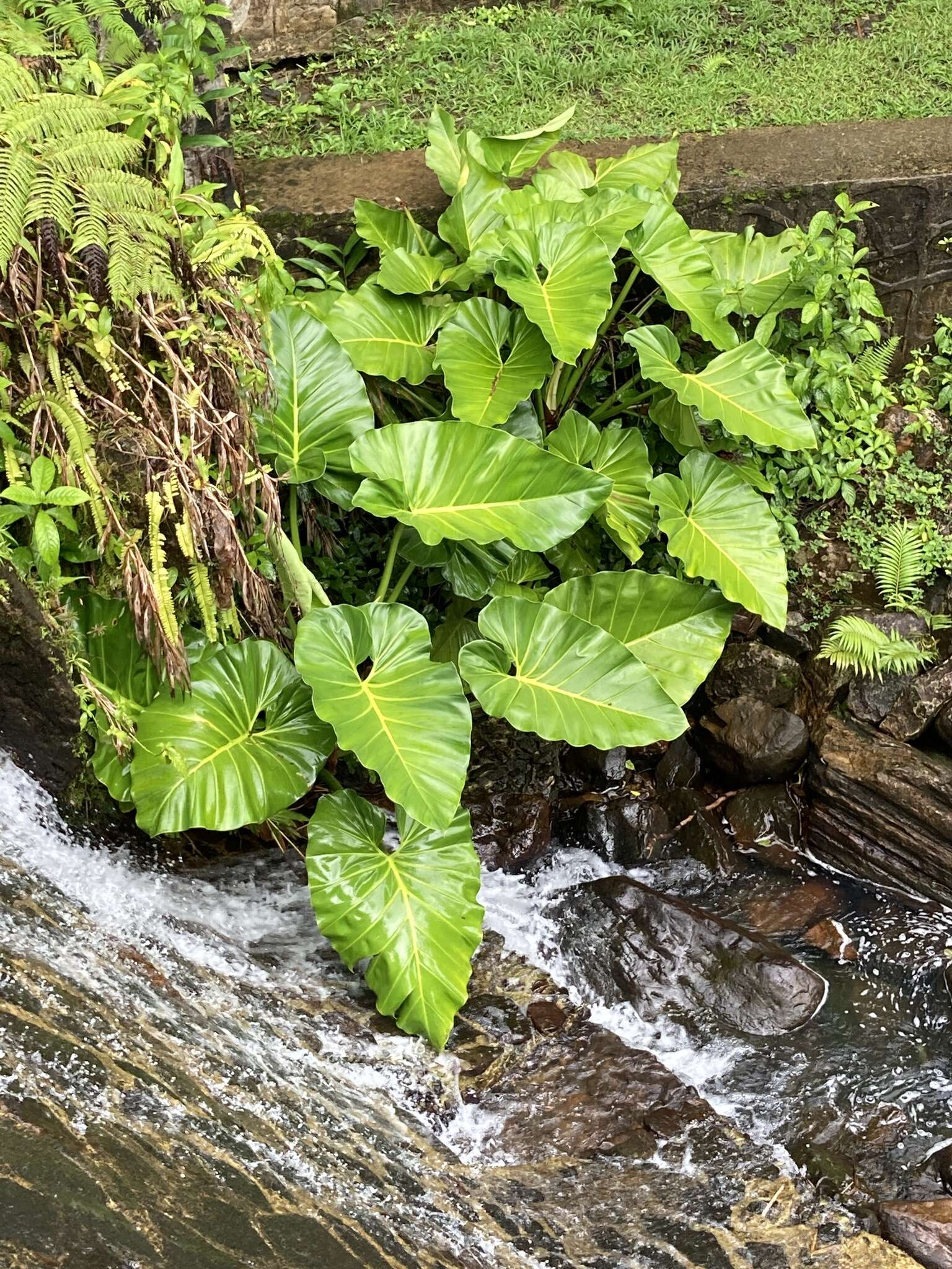 Image of giant philodendron