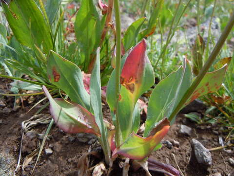 Image of pale agoseris