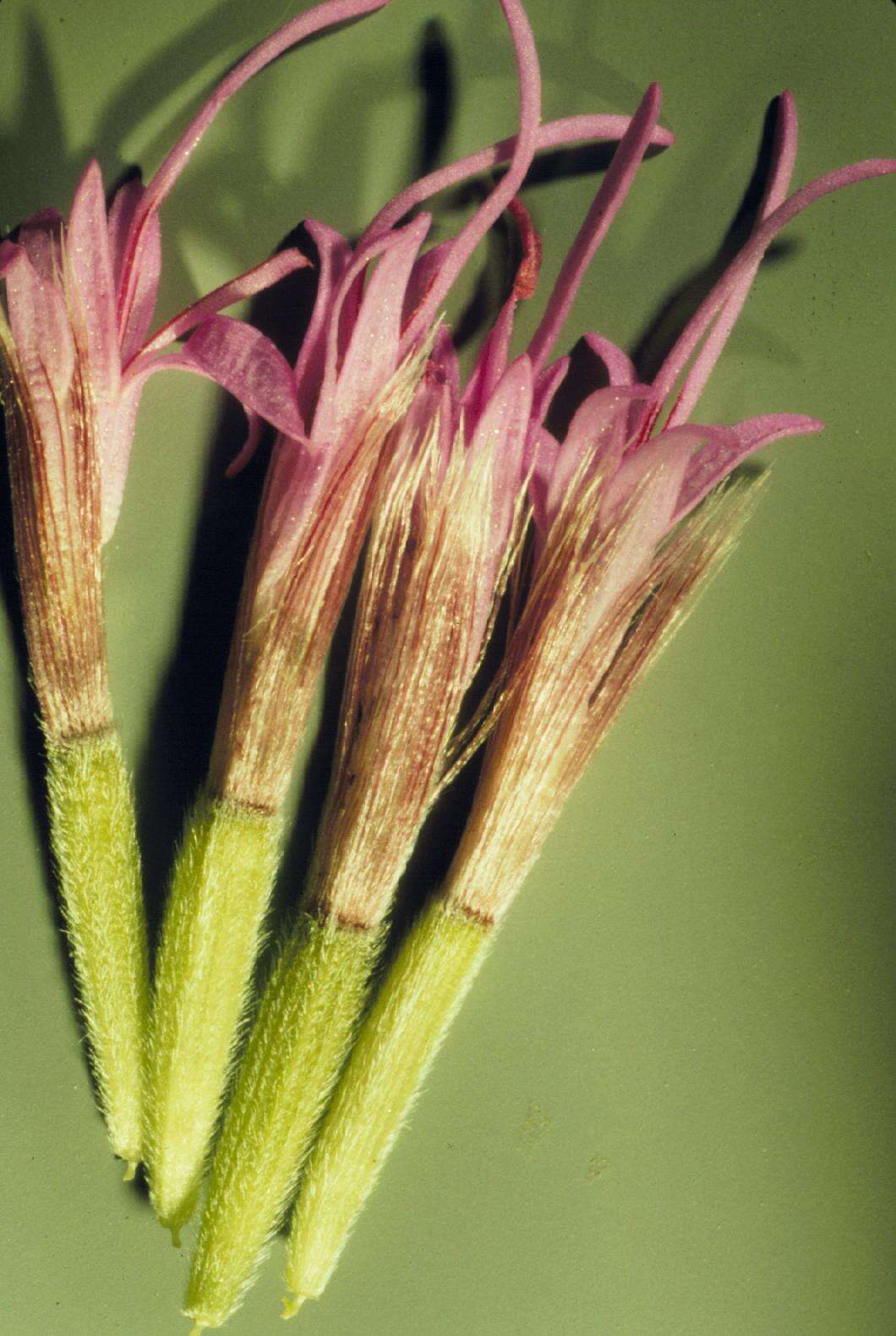 Слика од Liatris punctata Hook.