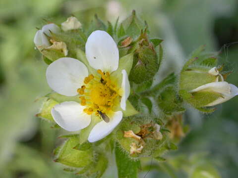 Image of Sticky Woodbeauty