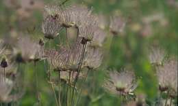 Image of old man's whiskers