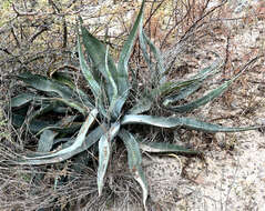 Слика од Agave sobria Brandegee