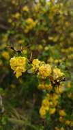 Image of Cretan Barberry