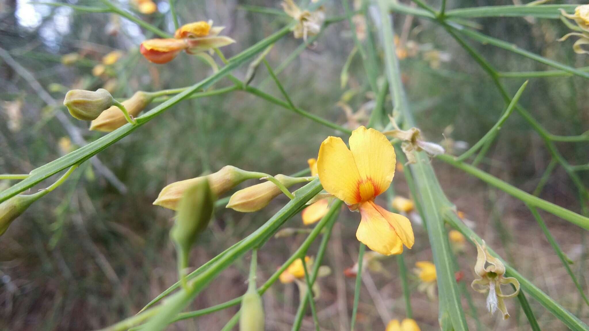 Image of Jacksonia sternbergiana Benth.