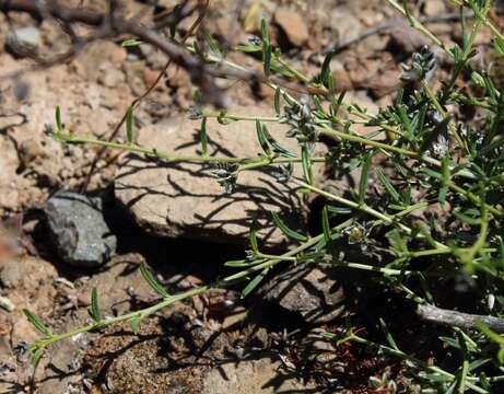 Image of Limeum aethiopicum Burm. fil.