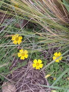 Sivun Oxalis bisfracta Turcz. kuva