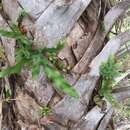 Image of golden polypody