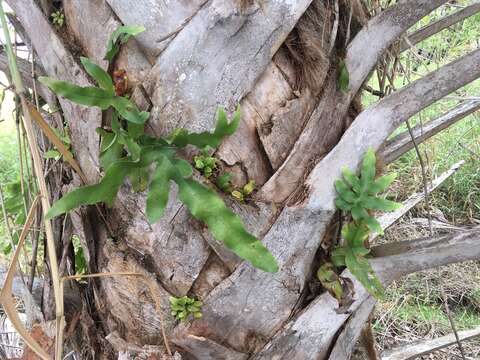 Image of golden polypody