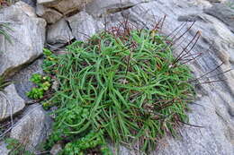 Image of Armeria ruscinonensis Girard