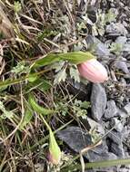 Image de Cypripedium taiwanalpinum