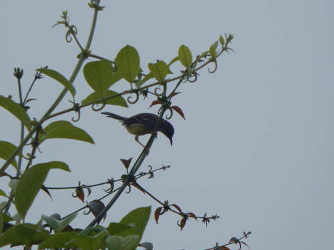 Image of Bar-winged Prinia