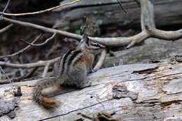 Image of Uinta Chipmunk