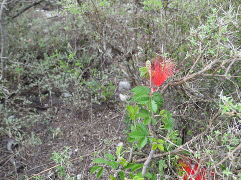 Imagem de Calliandra hirsuta (G. Don) Benth.