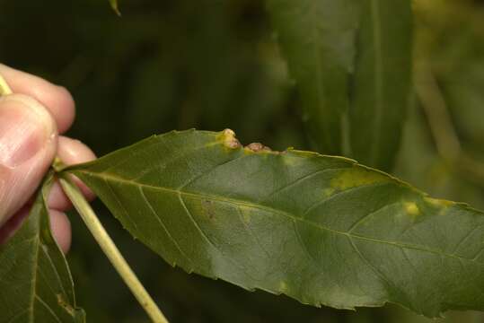 Image of Jumping plant lice