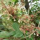 Image of Sterculia monosperma Vent.