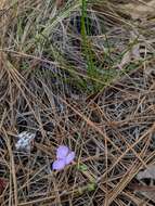 Image de Callisia graminea (Small) G. C. Tucker