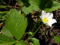 Image of woodland strawberry