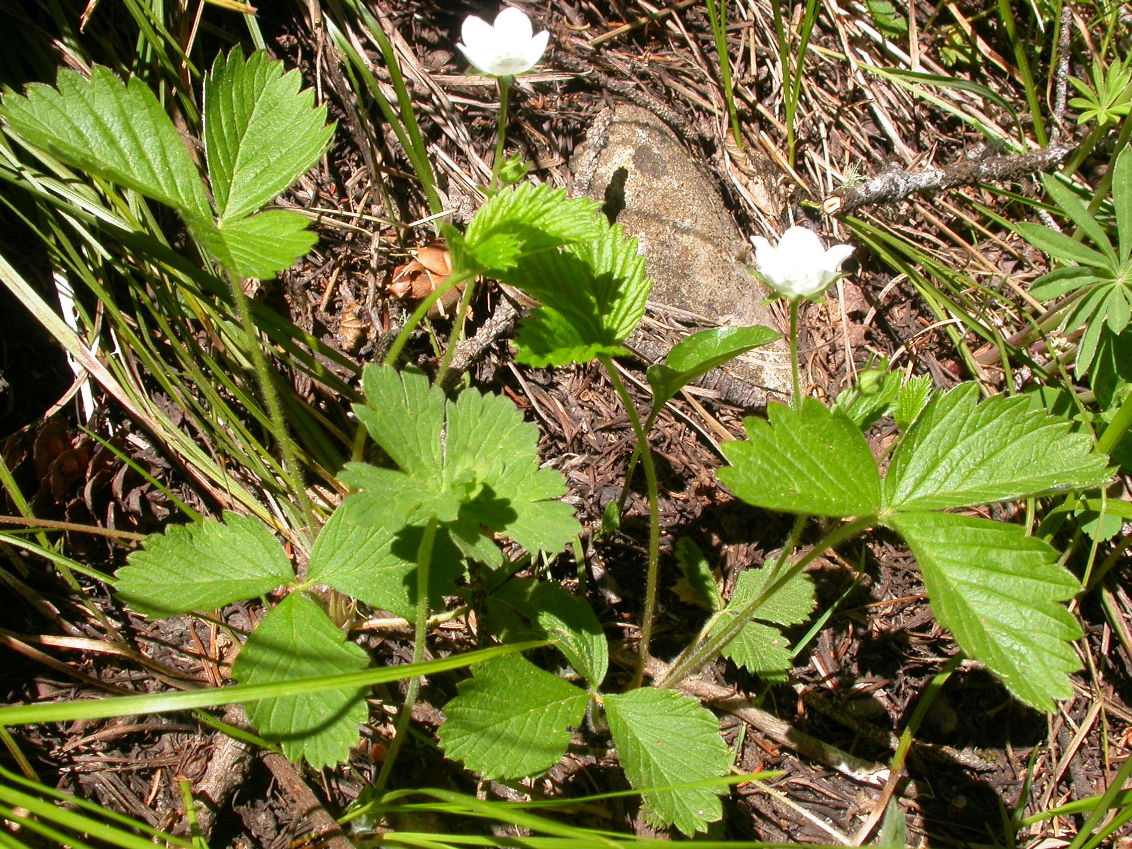 Image of woodland strawberry