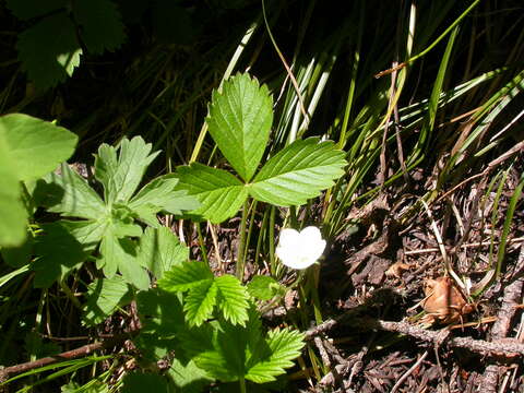 Image of woodland strawberry