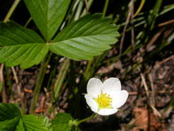 Image of woodland strawberry