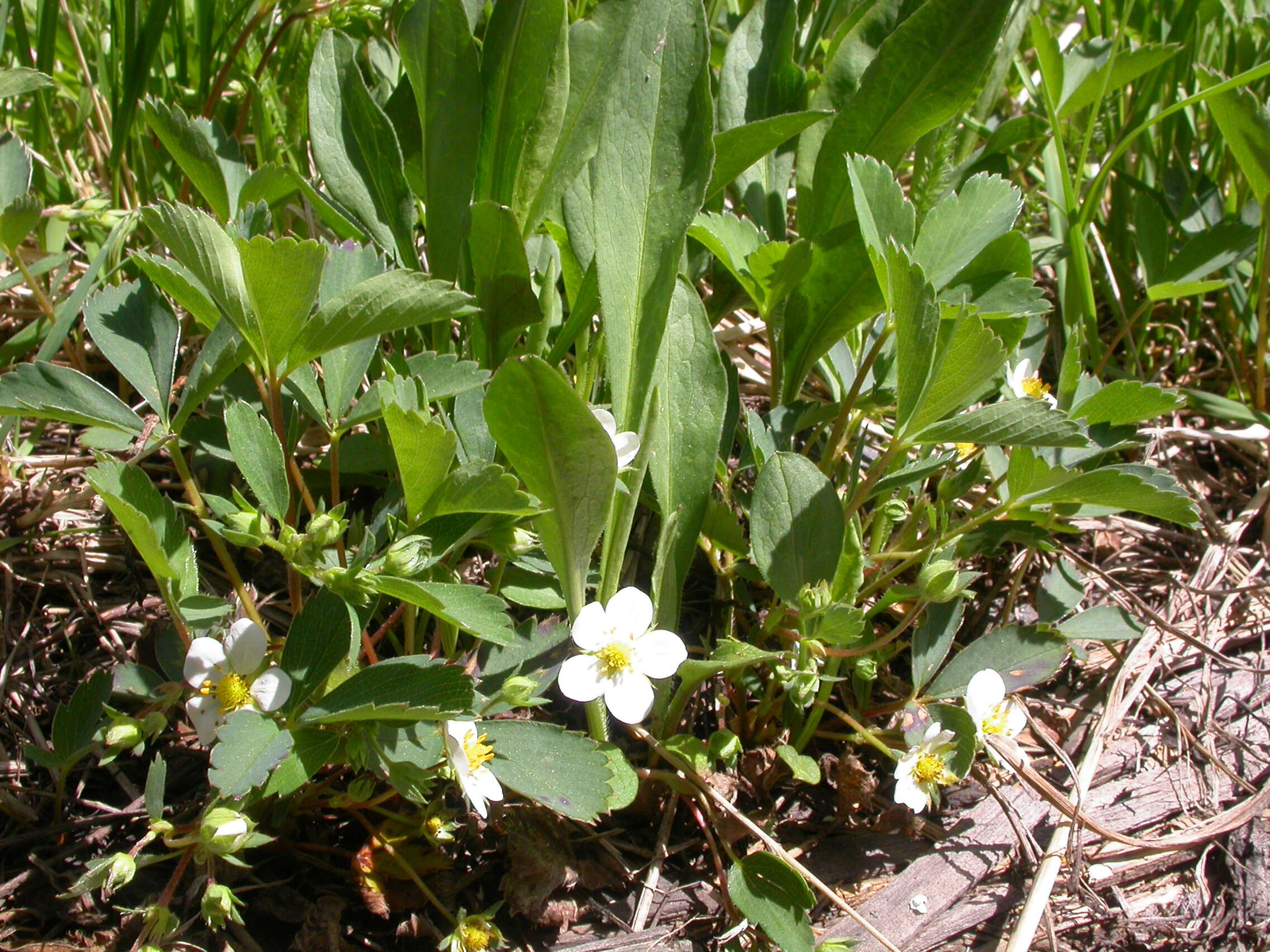 Image of Virginia strawberry