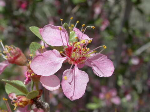 Image de Prunus andersonii Gray