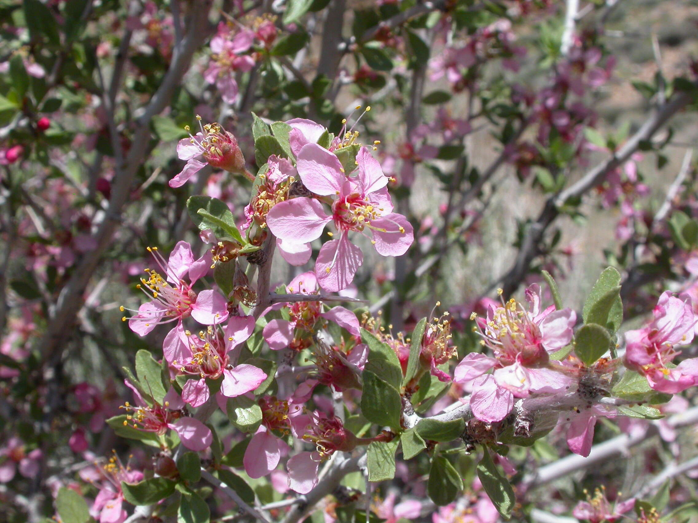 Image de Prunus andersonii Gray