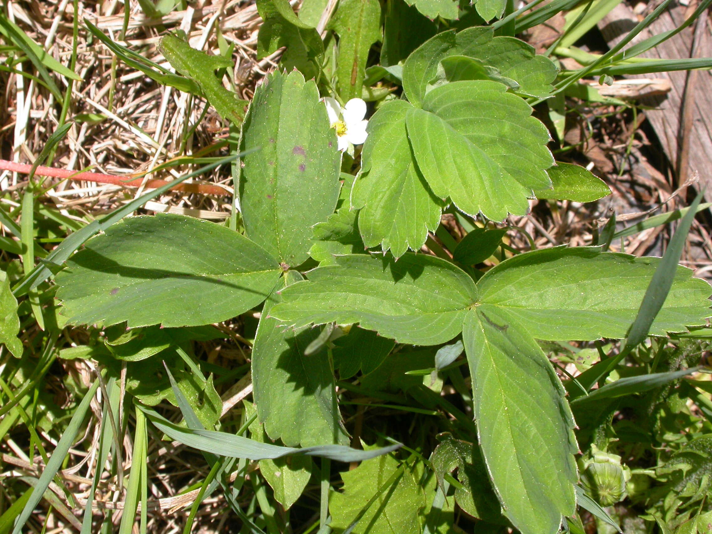 Image of Virginia strawberry