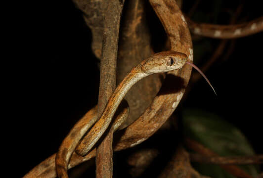 Image of Leyte Cat Snake