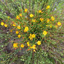 Image of Linum macraei Benth.